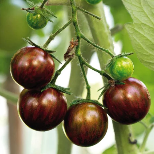 Pour vos projets jardin：Tomate Cocktail En Grappe Black Zebra bio. Le pot de 9 x 9 cm