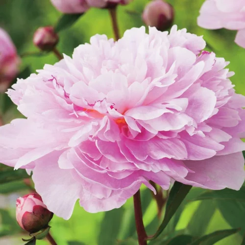 Pour équiper le jardin:Pivoine Sarah Bernhardt - Le pot de 1 litre