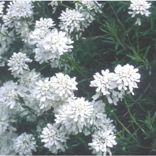 Pour mieux organiser vos extérieurs:Iberis Sempervirens. Le pot de 2,5 litres