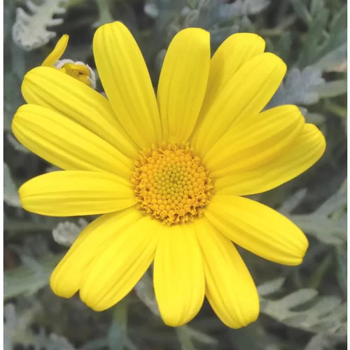 Pour aménager le jardin:Euryops ou Marguerite de la savane à fleurs jaunes - La barquette de 6 plants
