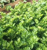 Pour plus de confort au jardin：Celeri Rave Prinz Bio. La barquette de 6 plants