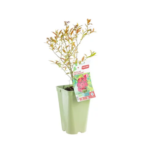 Essentiel nature：Myrtille Pink Lemonade® Bio. Le pot de 2 litres