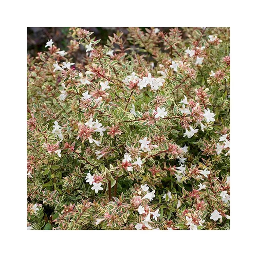 Jardin choix:Abelia Grandiflora Confetti en pot de 5 litres