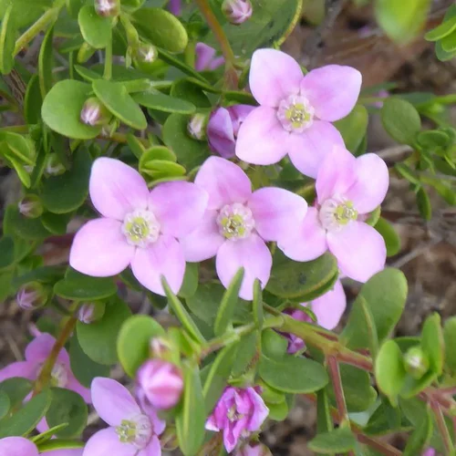 Extérieur fonctionnel：Boronia - Le pot de 14 cm