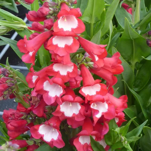 Un plus pour vos extérieurs：Penstemon divers coloris. Le pot de 2 litres
