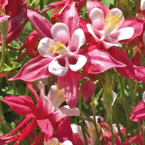 Confort jardin：Ancolie rouge - Le pot de 9 x 9 cm