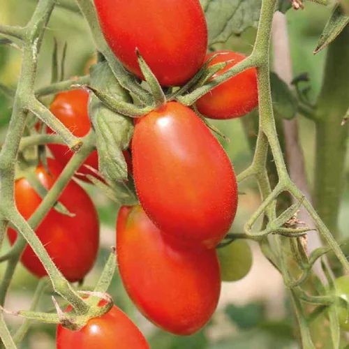 Pour votre quotidien:Tomate Cerise Allongée Aligote bio. Le pot de 9 x 9 cm