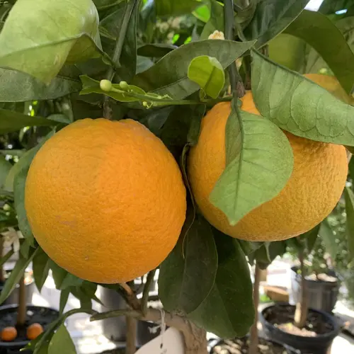 Univers jardin：Oranger. Le pot de 35 litres