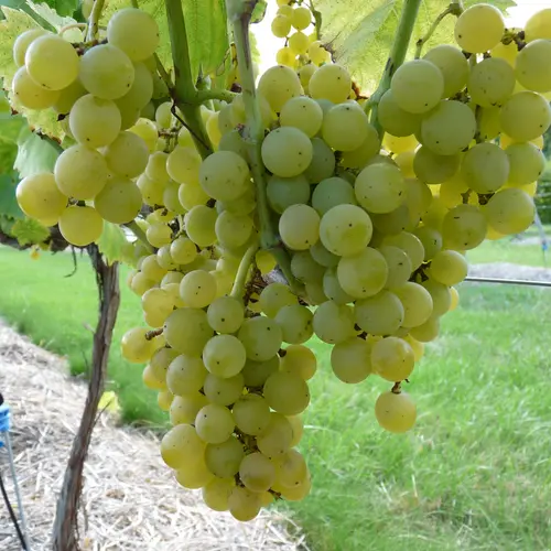 Au quotidien：Vigne Muscat Blanc Bio. Le pot de 5 litres