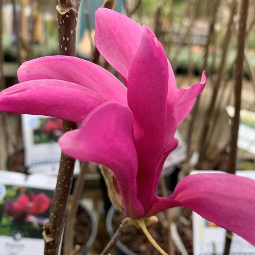 Nature jardin:Magnolia Susan rose. Le pot de 15 litres