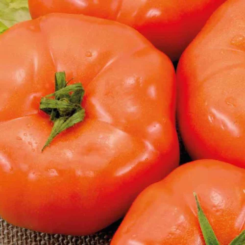 Pensé pour vos extérieurs：Tomate Ronde Royale Des Guineaux bio. Le pot de 9 x 9 cm