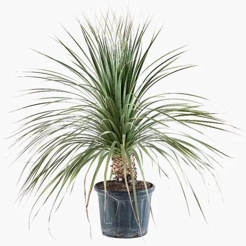Utile extérieur:Dasylirion Longissimum en pot de 30 L vert