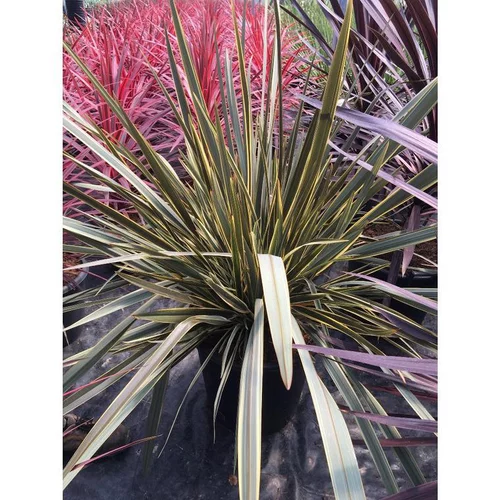 Jardin et pratique:Phormium Tenax Brown Sugar en pot de 4 L