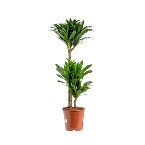 L’allié de vos extérieurs：DRACAENA COMPACTA