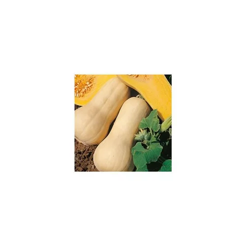 Qualité pour le jardin：Mini Courge Butternut Bio. Le pot de 10,5 cm