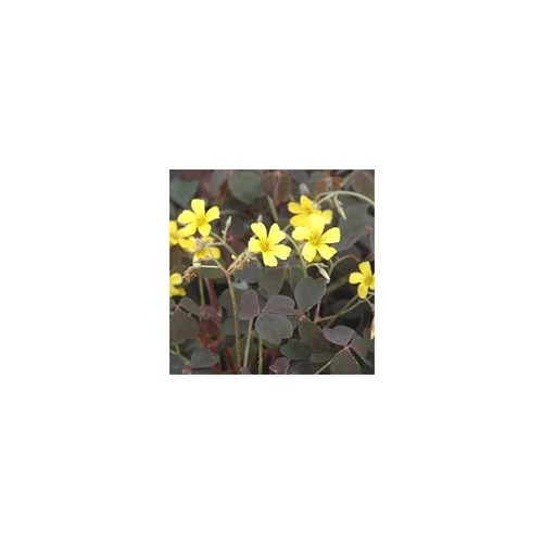 Pour vos besoins au jardin:Oxalis vulcanicola - Le pot de 9 x 9 cm
