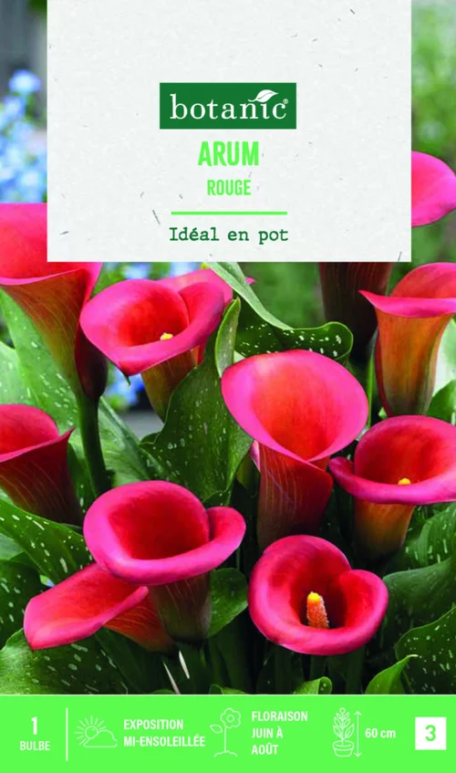Adapté au jardin：Bulbe de fleurs Arum rouge botanic® - 1 bulbe
