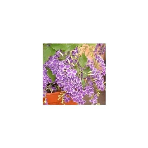 Ambiance jardin：Duranta Erecta Pyramide - Le pot de 1 litre