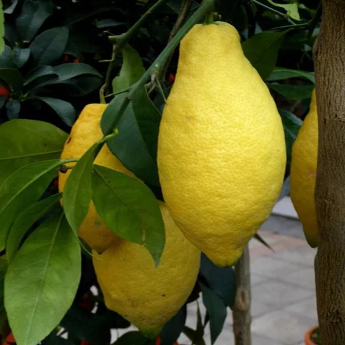 Pour tous vos besoins extérieurs:Citronnier. Le pot de 18 litres forme palissé