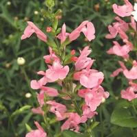 Pour améliorer votre jardin：Salvia Grahamii - Le pot de 3 litres