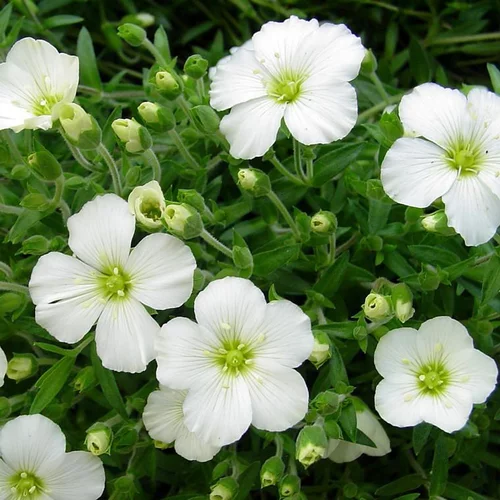 Les incontournables du jardin:Sabline des montagnes (Arenaria montana) à fleurs blanches - Le pot de 2 litres
