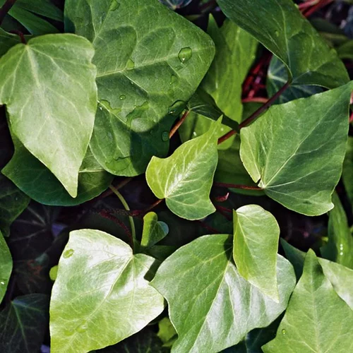 Utile au jardin:Lierre grimpant d'Irlande ou Hedera hibernica au feuillage vert - Le pot Ø 9 cm