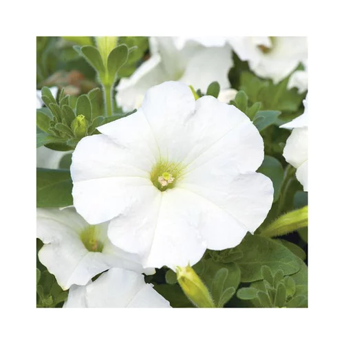 Pour personnaliser vos extérieurs:Pétunia à massifs blanc - Le pack de 6 plants