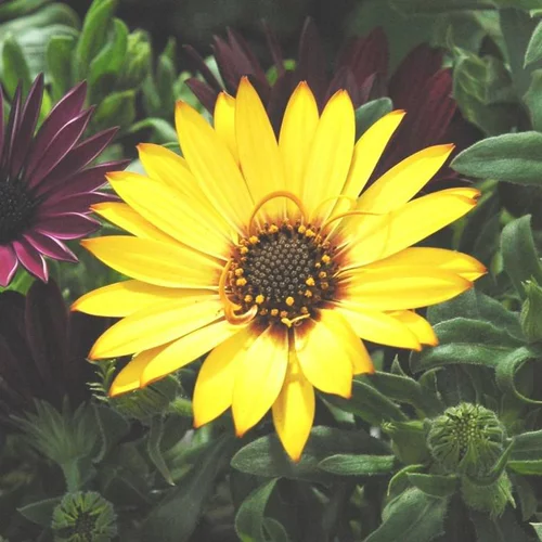 Une idée pratique pour le jardin：Osteospermum Voltage (jaune) - Le pot de 4 litres