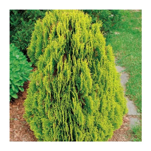 Choix pratique：Thuya d’Orient - pot 3,7 L