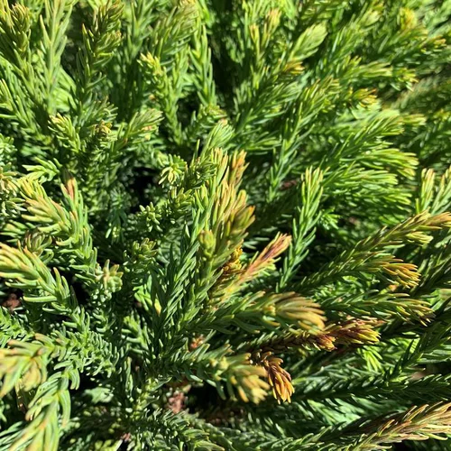Pour votre quotidien:Cèdre du Japon Globosa Nana vert. Le pot de 55 litres, 80/90 cm