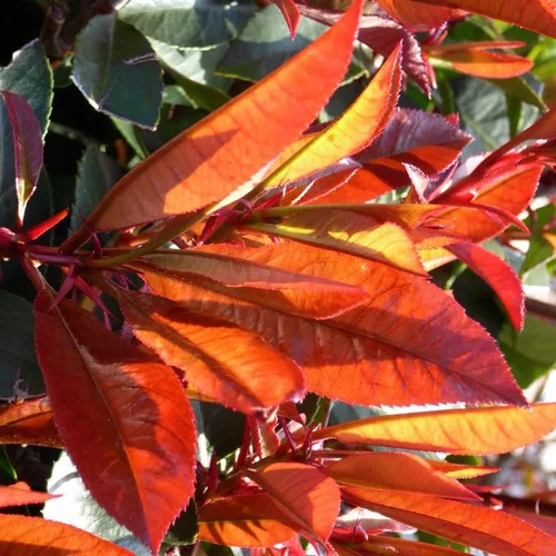 Facile extérieur：Photinia Fraseri Red Robin 100/125 cm en pot de 10 L