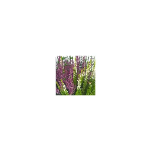 Bien pratique au jardin：Callune naturelle - La coupe de 30 cm