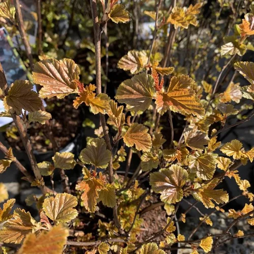 Pensé pour le jardin：Physocarpus Opulifolius Little Angel rouge 80/100. Le pot de 10 litres