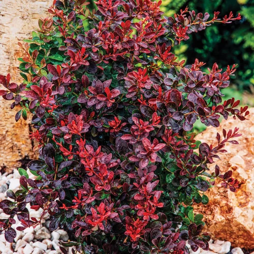 Style extérieur:Épine-vinette Atropurpurea rouge. Le pot de 3 litres