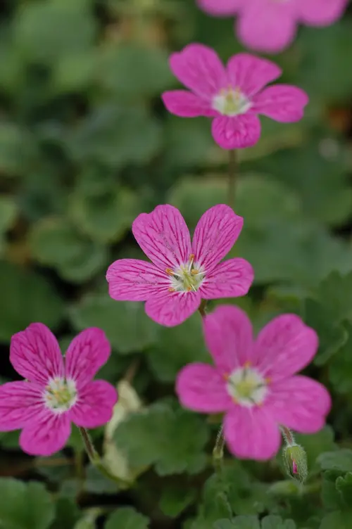Facile dehors：Erodium ‘Bishop’s Form’ - Le pot de 2 litres
