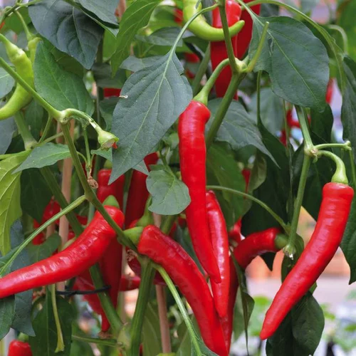 Au service de votre jardin：Piment De Cayenne Bio. La barquette de 3 plants