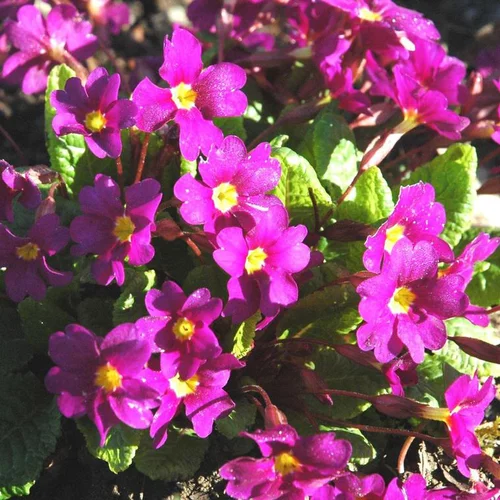 Jardin et loisirs:Primevère Wanda - Le pot de 10.5 cm