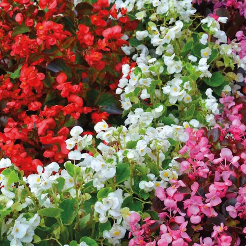 Au service de vos extérieurs：Begonia semperflorens - La barquette de 4 plants