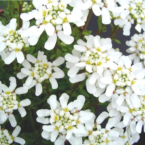 Un plus pour vos extérieurs：Iberis Sempervirens - Le pot de 1 litre