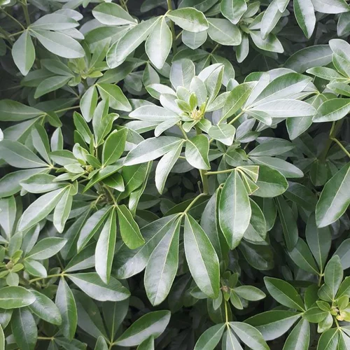 Un choix malin pour l’extérieur：Choisya Ternata en pot de 3 litres