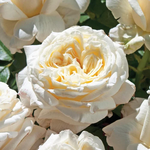 Jardin & extérieur:Rosier Ariane de Rotschild®. Le pot de 3 litres