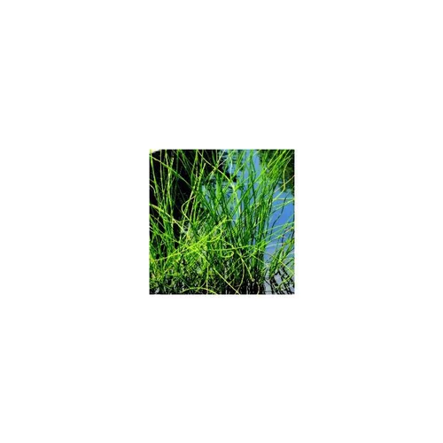 Idée au jardin:Jonc Spirale - Le pot de 4 litres