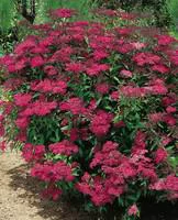 Pour votre espace extérieur：Spirea Japonica Anthony Waterer - Pot de 7L