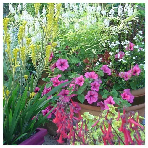 Jardin moderne:Potée anglaise - Le pot de 25 litres