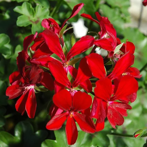 Plaisir dehors:Géranium Lierre double multicolore. La barquette de 6 plants