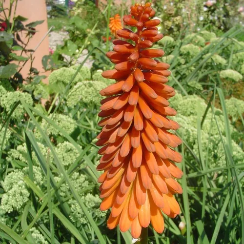 Une touche jardin：Kniphofia - Le pot de 3 litres