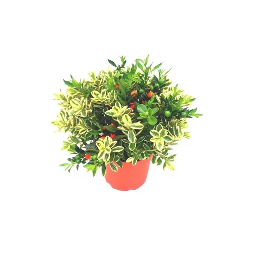 Bien dehors：Veronique + Solanum - Le pot de 3 litres