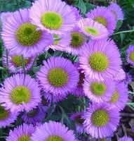 Essentiel pour le jardin：Erigeron - Le pot de 10,5 cm
