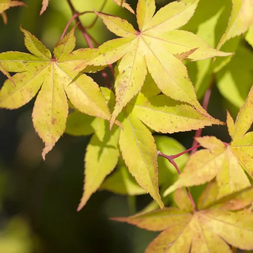 Style extérieur:Érable du Japon variété Osakasuki jaune