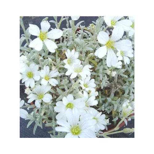 Pour créer votre univers jardin:Cerastium Tomentosum - Le pot de 10,5 cm